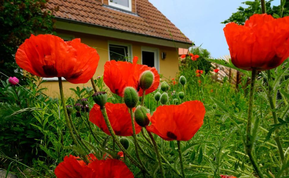 Ferienwohnung In Der Uckermark Am Oberuckersee Ot Warnitz Exterior photo